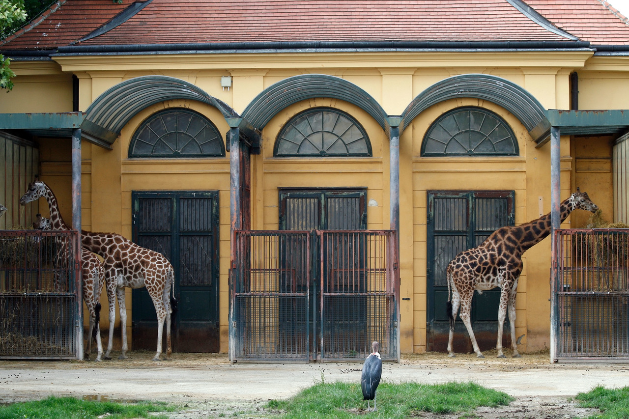 Зоопарк Шёнбрунн