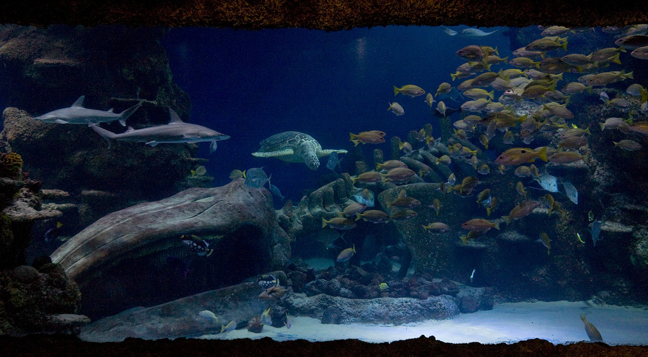 Лондонский аквариум "Морская жизнь"